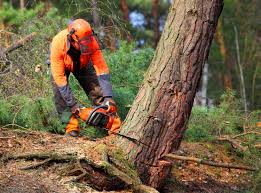 Best Firewood Processing and Delivery  in University Place, WA