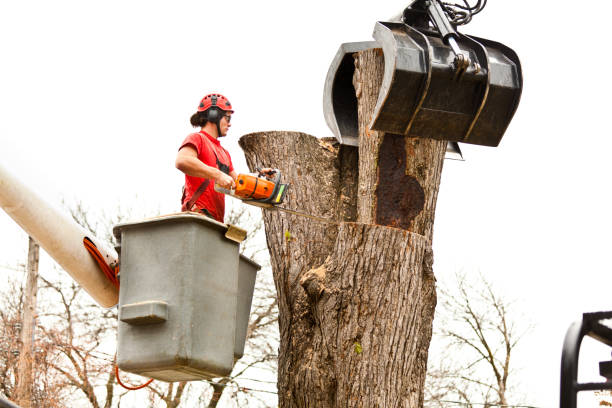 Best Hazardous Tree Removal  in University Place, WA